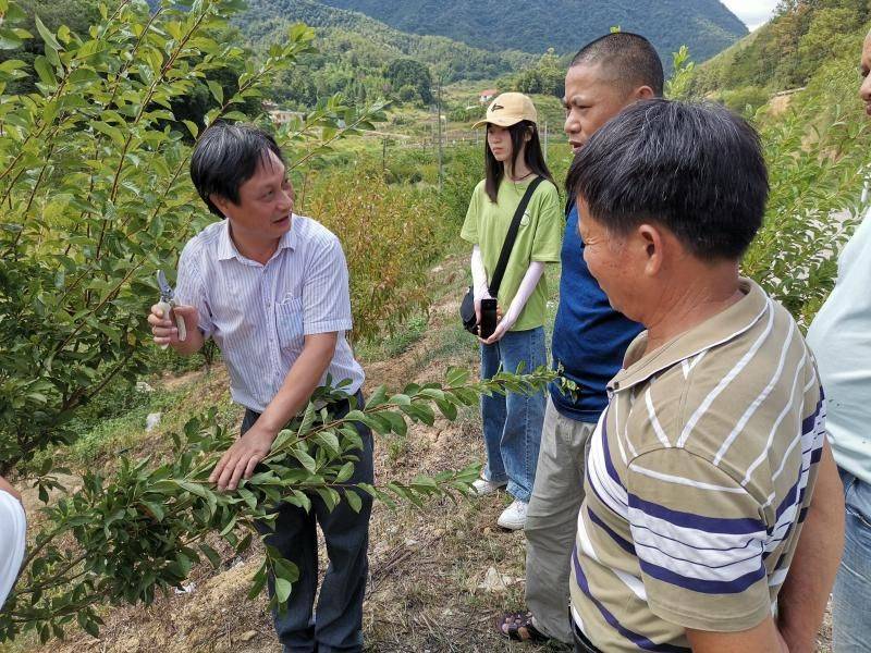 贡柑幼树种植技术视频