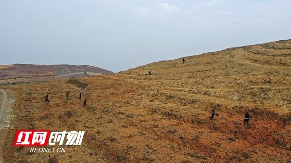 贡柑幼树种植技术视频
