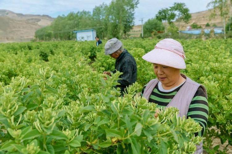 金银花种植技术与管理