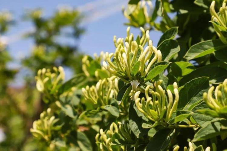 金银花种植技术与管理