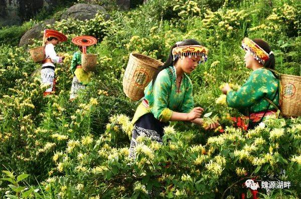 金银花种植技术2026金银花苗价格