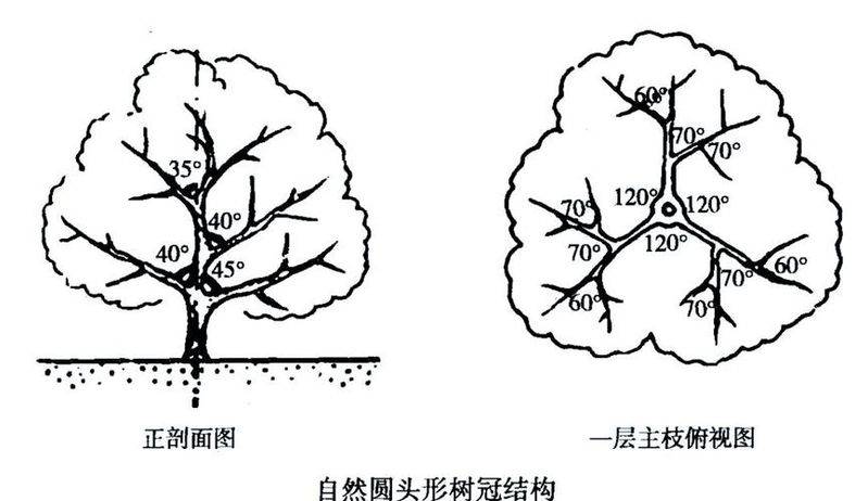 让果树快速丰产技术