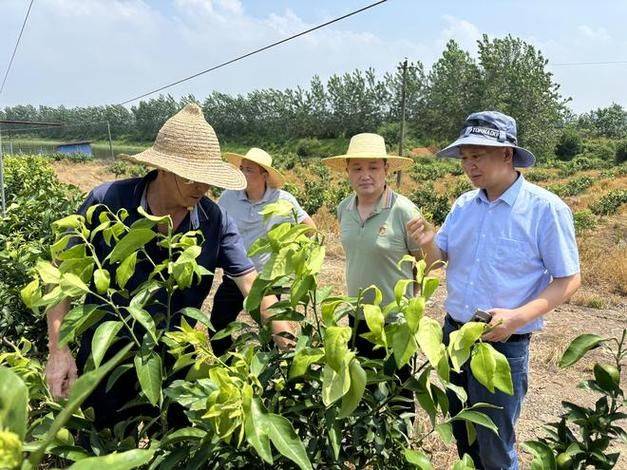 果树种植技术