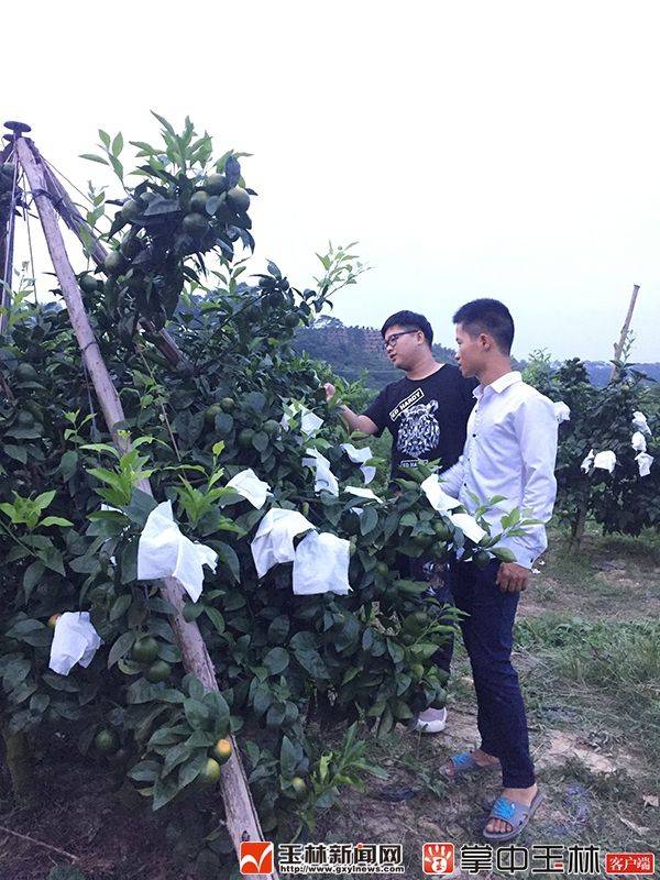 西瓜芭乐种植技术