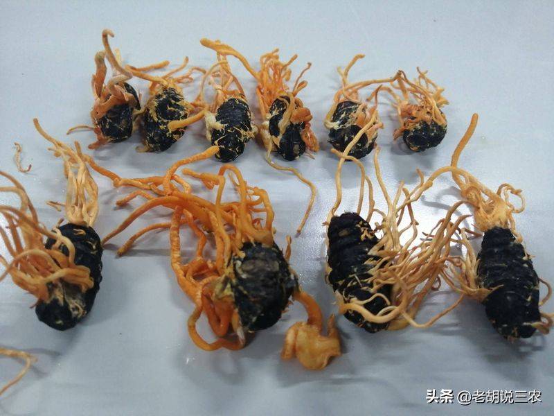 冬虫夏草多少钱一斤