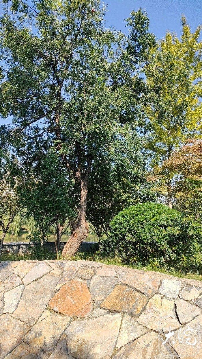 阜阳适合种植什么果树