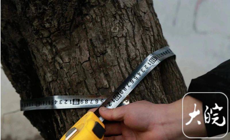 阜阳适合种植什么果树