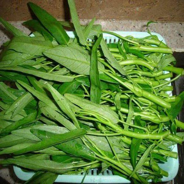盆栽空心菜的种植方法