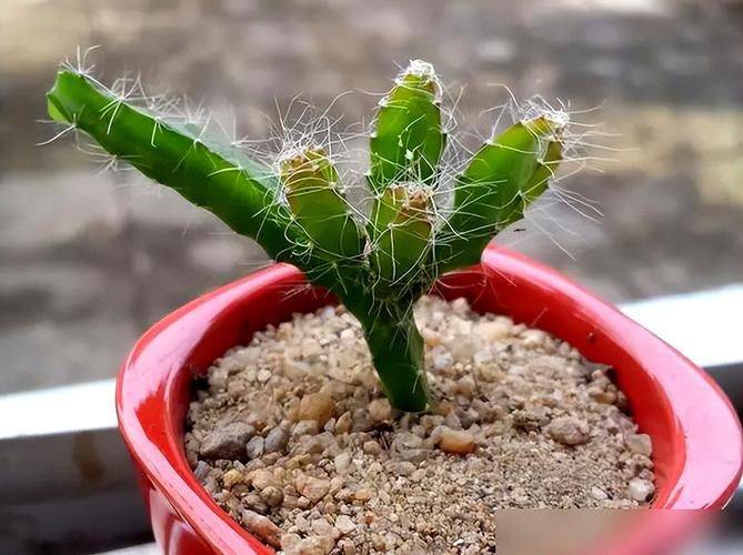 盆栽火龙果的种植方法