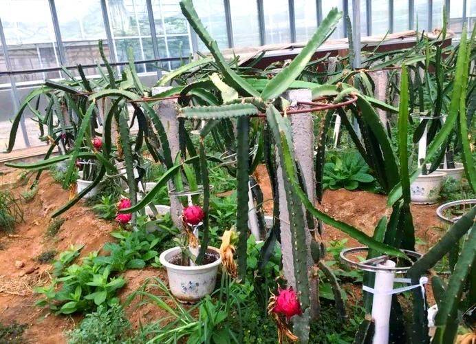 盆栽火龙果的种植方法