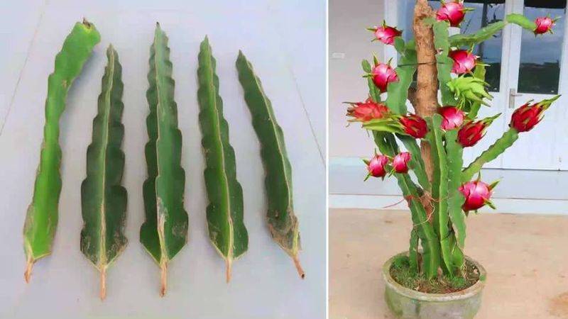 盆栽火龙果的种植方法