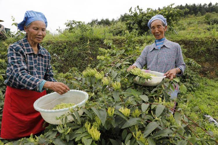 金银花种植技术2026金银花苗价格