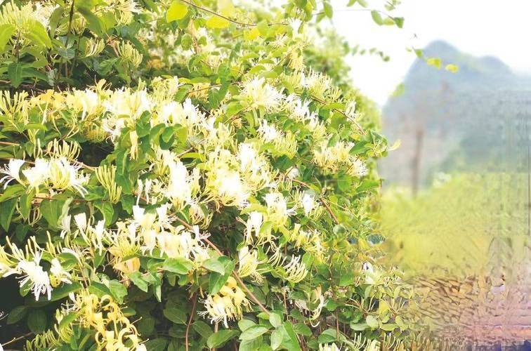 金银花种植技术2026金银花苗价格