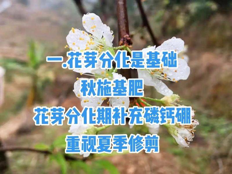 果树种植技术