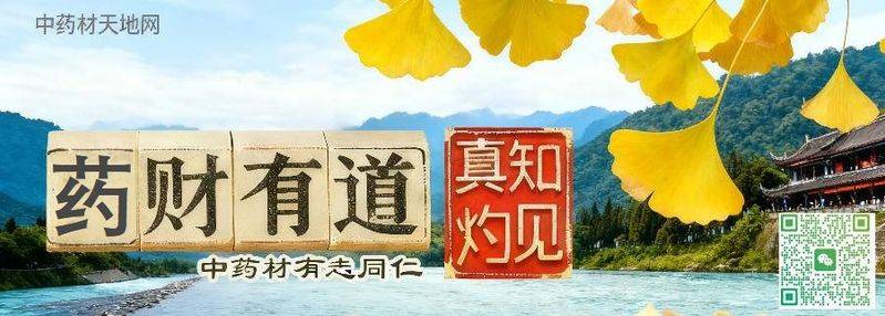 金银花种植技术2026金银花苗价格