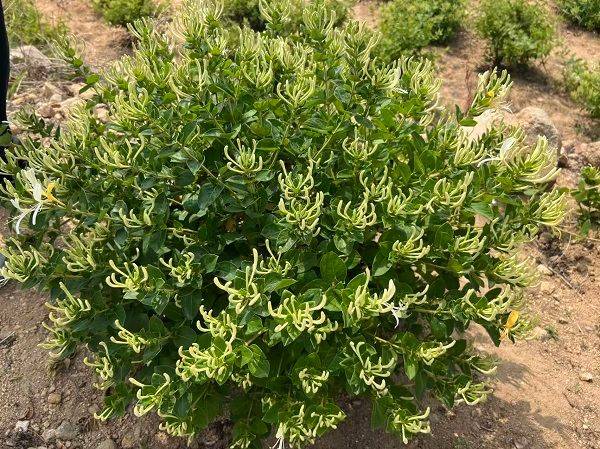 金银花种植技术2026金银花苗价格