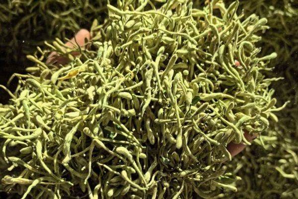 金银花种植技术2026金银花苗价格