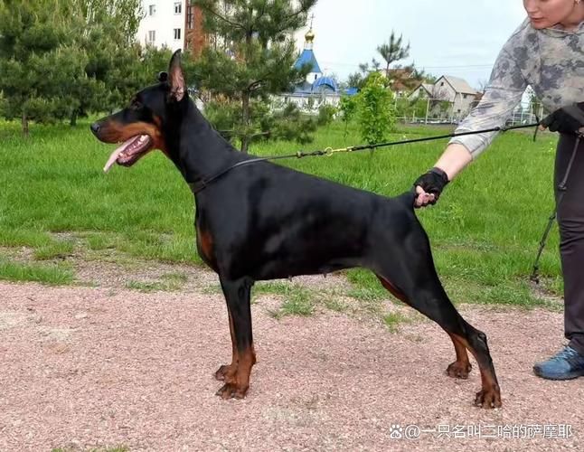 杜宾犬售价