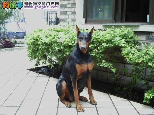 杜宾犬售价