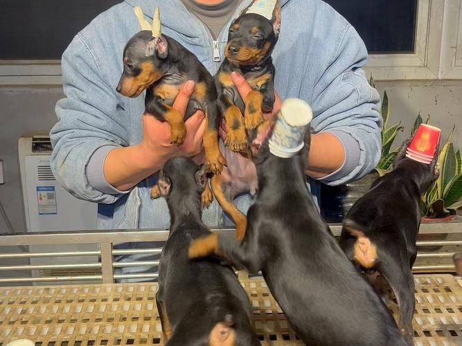 杜宾犬售价