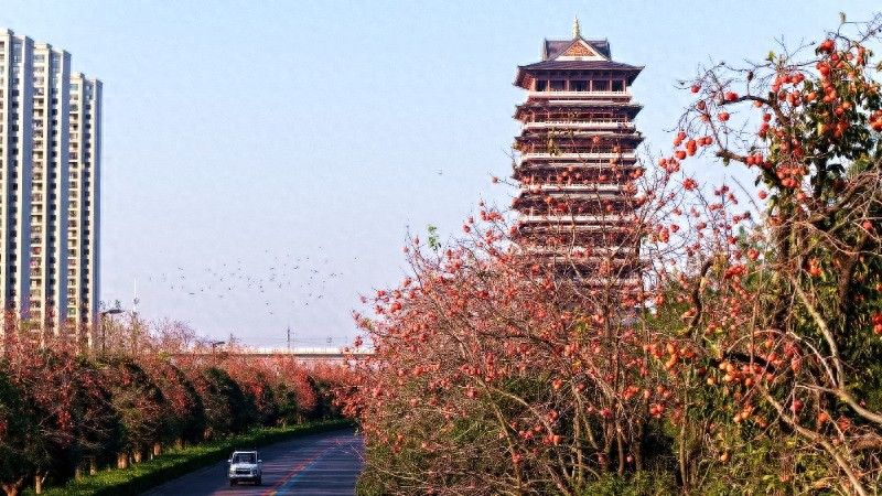 阜阳适合种植什么果树