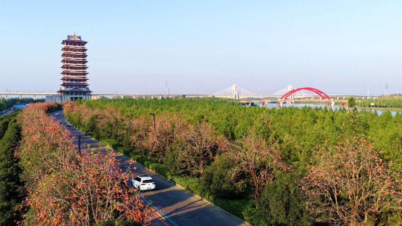 阜阳适合种植什么果树