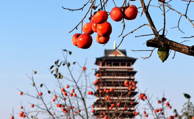 阜阳适合种植什么果树