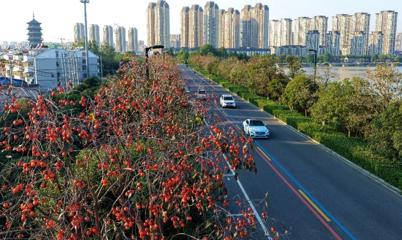 阜阳适合种植什么果树