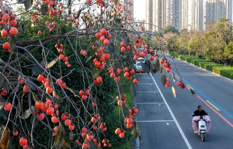 阜阳适合种植什么果树