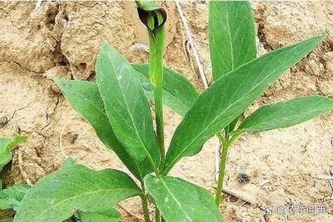 半夏种植技术农广天地