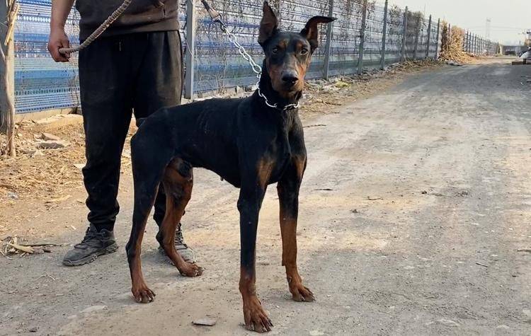 杜宾犬售价