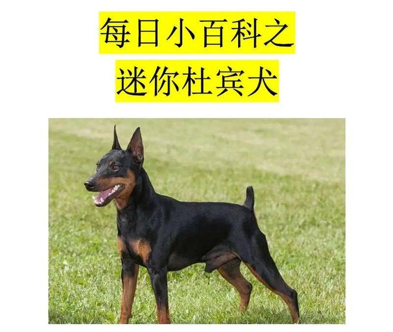杜宾犬售价
