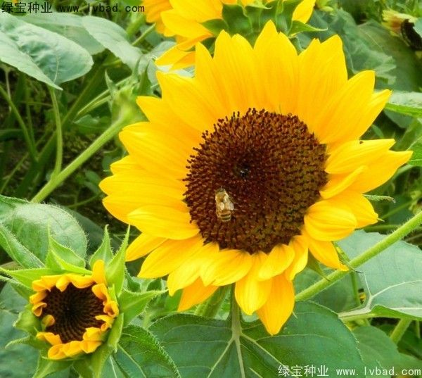 矮向日葵的种植方法