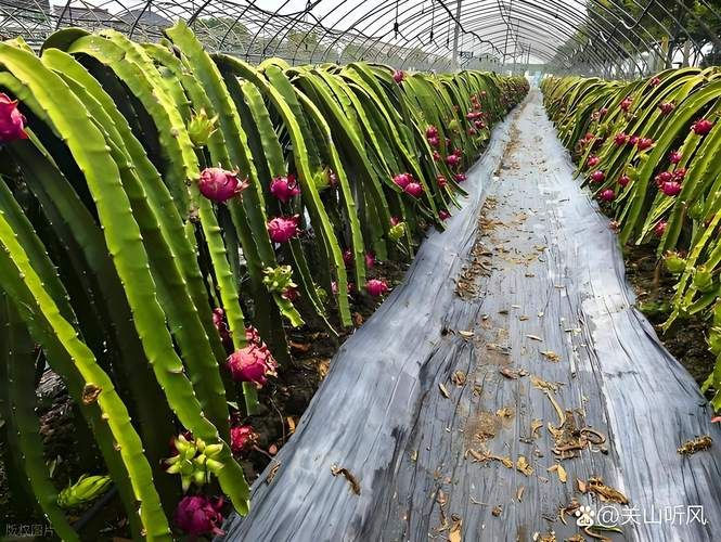 盆栽火龙果的种植方法