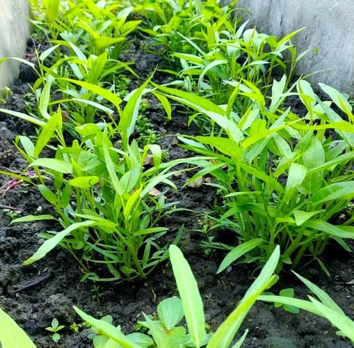 盆栽空心菜的种植方法