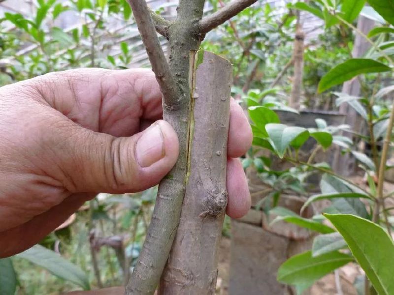 果树种植技术