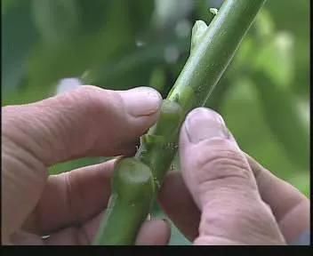 果树种植技术
