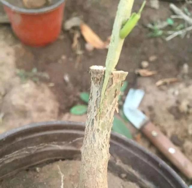 果树种植技术