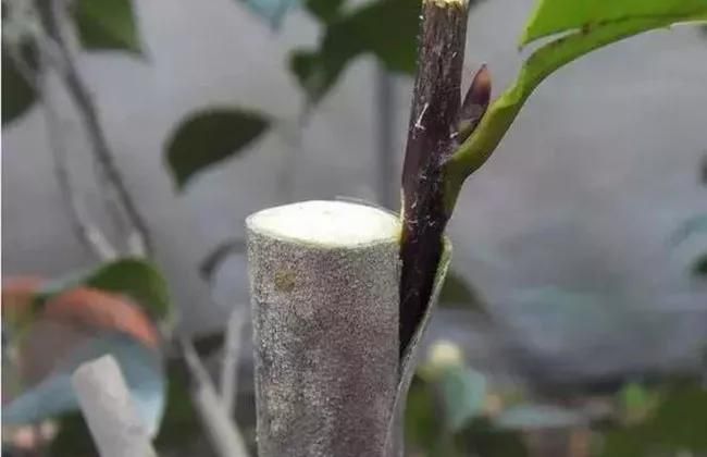 果树种植技术