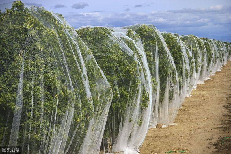 果树种植技术