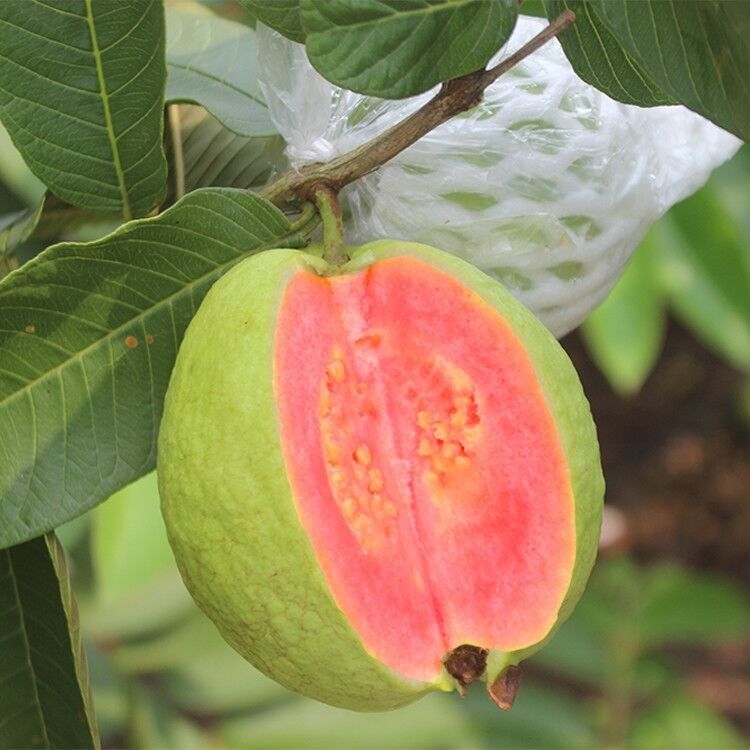 西瓜芭乐种植技术