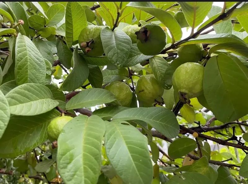 西瓜芭乐种植技术