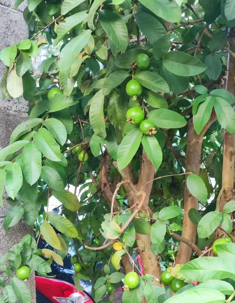 西瓜芭乐种植技术
