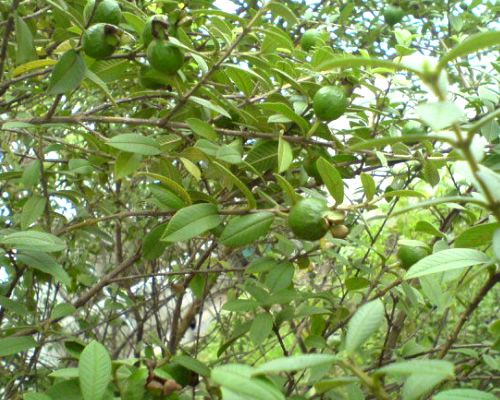 西瓜芭乐种植技术