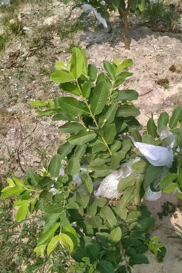 西瓜芭乐种植技术