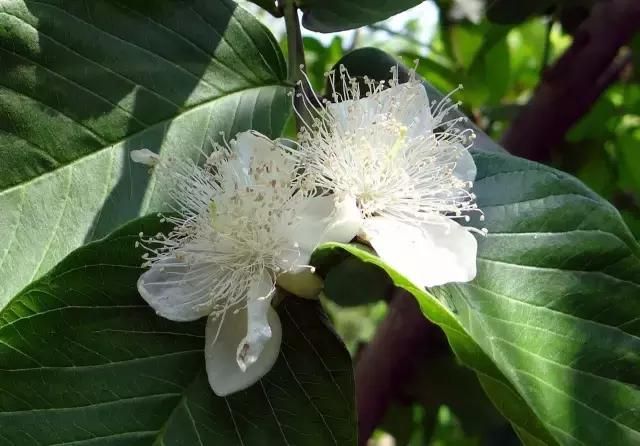 西瓜芭乐种植技术