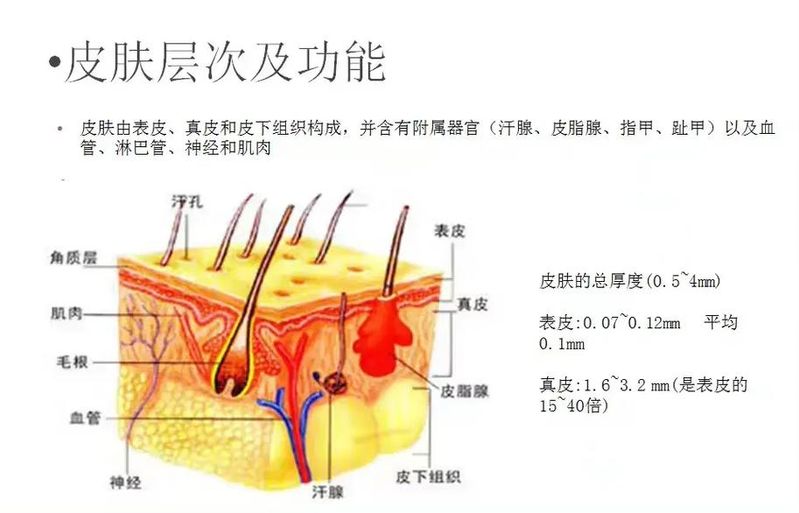 基础皮肤知识