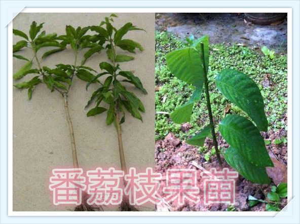 果树种植技术