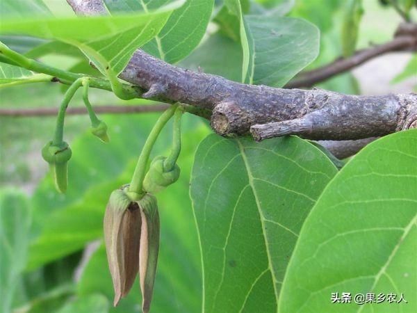果树种植技术