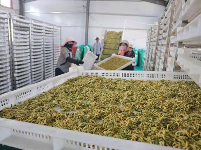 金银花种植技术与管理